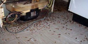 Поморить тараканов в квартире в Чебоксарах, цены