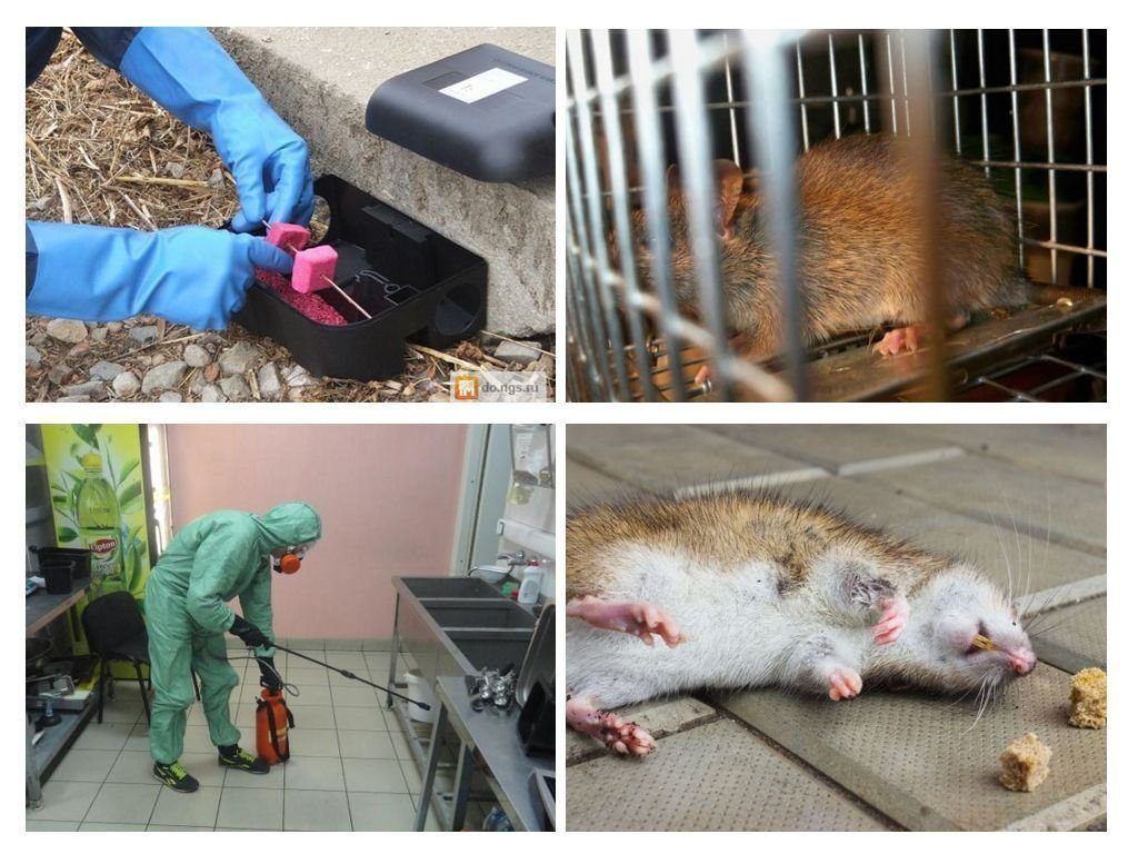 Дератизация от грызунов от крыс и мышей в Чебоксарах