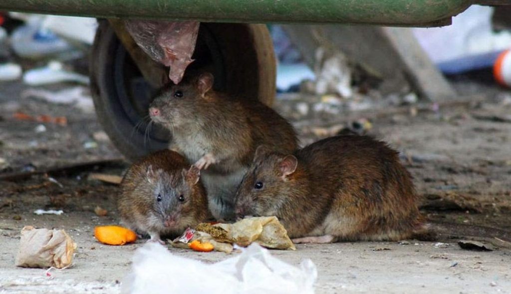 Травить грызунов крыс и мышей в Чебоксарах