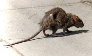 Фирма по уничтожению грызунов, крыс и мышей в Чебоксарах