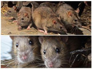 Травить грызунов крыс и мышей в Чебоксарах