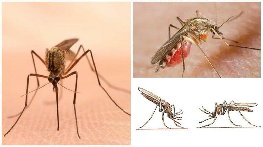 Уничтожение комаров в Чебоксарах