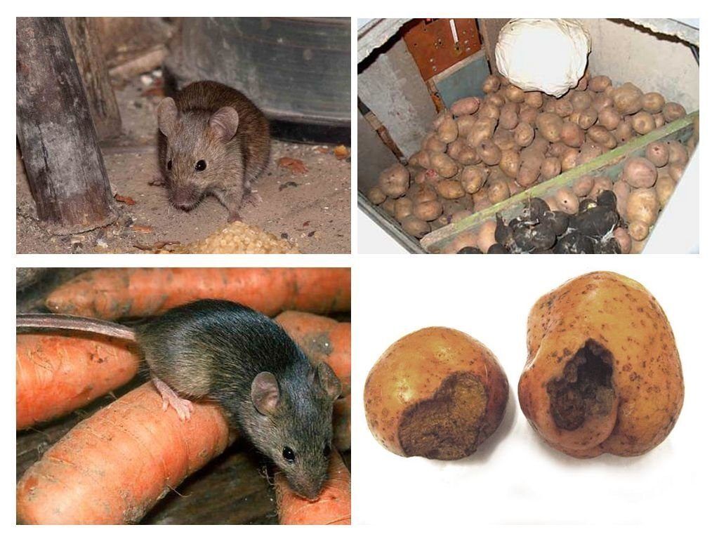 Обработка от грызунов крыс и мышей в Чебоксарах