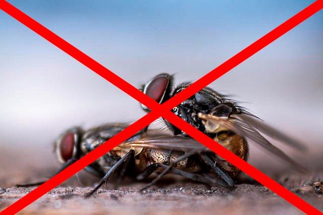 Профессиональное уничтожение мух в Чебоксарах с гарантией