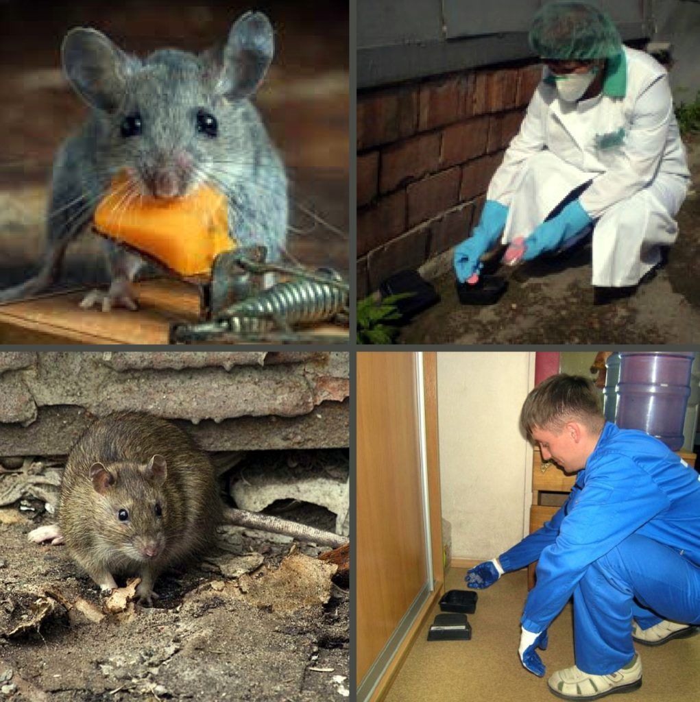 Дезинфекция от грызунов, крыс и мышей в Чебоксарах
