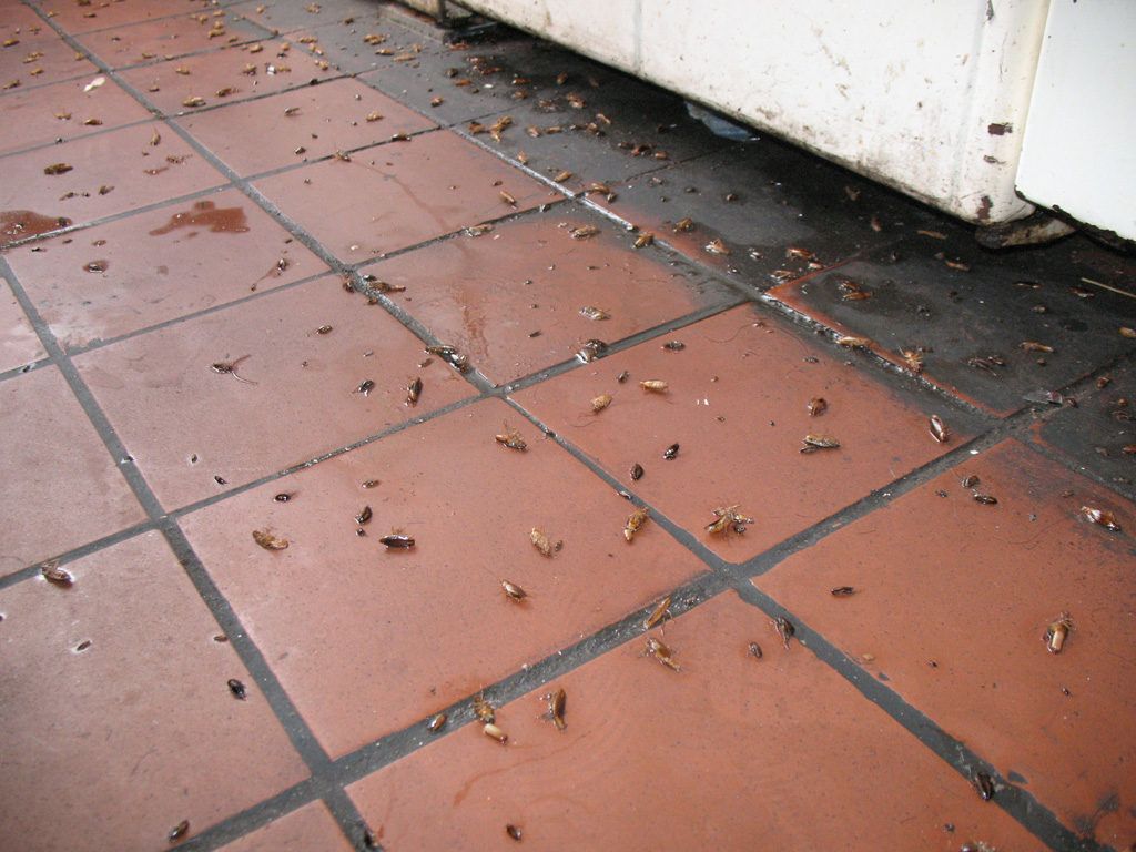 Уничтожение тараканов в квартире в Чебоксарах 