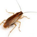 Уничтожение тараканов в квартире специализированные службы с гарантией