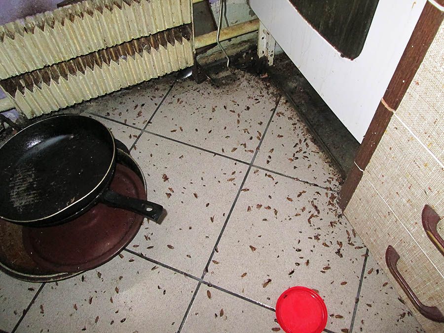 Санэпидемстанция от тараканов в Чебоксарах, вызвать, цены